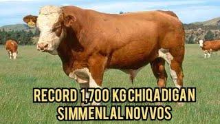 REKORD 1,750 KG KELADIGAN NOVVOS