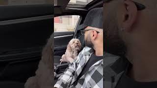 Mini Cockapoo tells her dad she’s his soul dog  #minicockapoo #puppylove #dogs