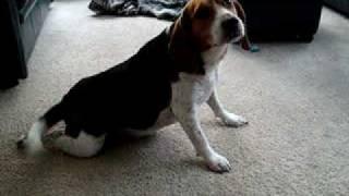ZOE THE BEAGLE DOES PUSH-UPS