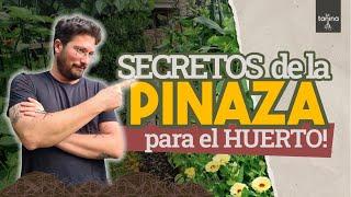 ¿Estás usando bien la PINAZA?