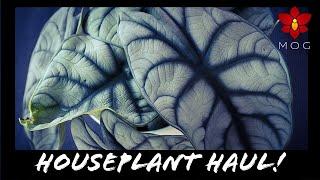 My first Online Houseplant Haul  - Alocasia, Prayer plants, Philodendron & more!