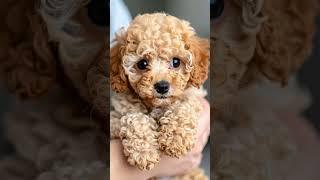  **Curly Pup Chronicles: Cuteness Overload Begins!**   #adorablepets #puppylove #cute