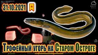 Трофейный угорь на Остроге 31.10.2021! Русская рыбалка 4! Угорь! Фарм! Острог! РР4! РЫБОКИТ! 俄羅斯漁夫4#