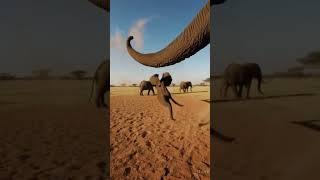 엄마 코끼리의 코 놀이터 아기와의 사랑 가득한 시간 ㅣMother Elephant Plays Gently with Her Baby Using Her Trunk! #elephant