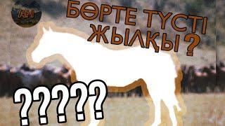 БӨРТЕ ДЕГЕН ҚАНДАЙ ТҮС? - Жылқы Түстері || About Horses