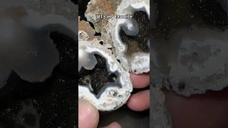 Which Agatized Coral Geode is your favorite? 🪸 #crystals #geodes #geology