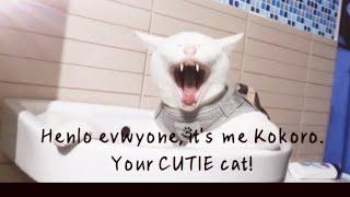 Kokoro's Daily Life Story(Bestie's Bonding & More Sleeping) Life of a Cat