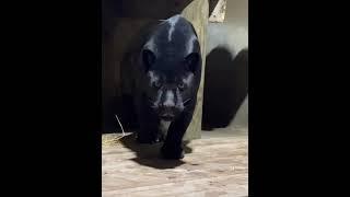 Черный Ягуар Майя преследует #blackjaguar