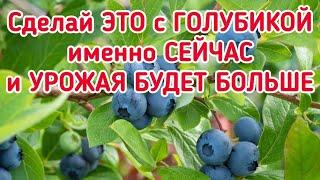 Голубика - летняя обрезка самая правильная, она помогает увеличить урожай.