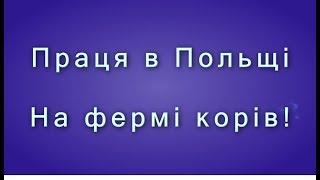 Праця в Польщі на фермі корів!