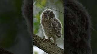 Ural Owl  yg 2