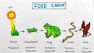 Food chain school project idea | How to draw food chain project | Food Chain easy drawing