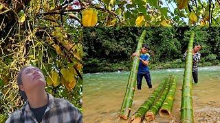 Star fruit harvest, mute boy carves giant bamboo tree