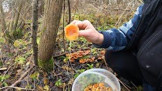 Грибное рандеву. Осенний лес, Пушкинские места, Зимние Опята, деревья вампира, богатый улов'