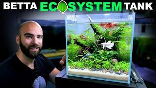 Betta Eco Tank: No Water Changes, No Filter (Low Tech Aquascape Tutorial)