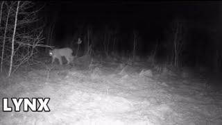 Spying On Nature | Trail Cam | Dec 2021