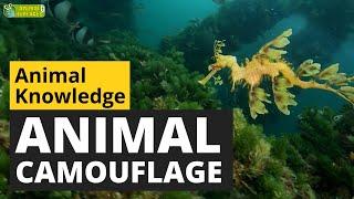 Animal Camouflage - Animals for Kids - Educational Video