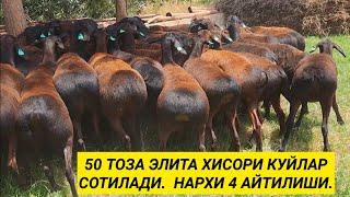 50 та Тоза Элита Хисори Куйлар Сотилади. Сурхондарё