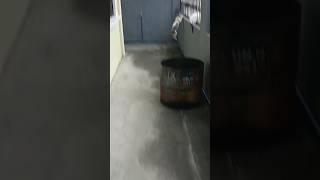  Stray Cats Got Gone  #philippines #adventures #shorts