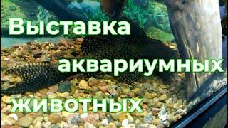 Выставка аквариумных животных