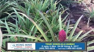 Hong Minh Travel Tour Honolulu Hawaii