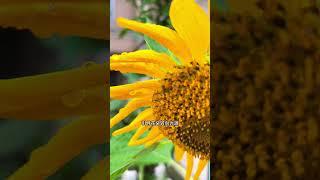 向日葵的秘密，太陽下的金色密碼，探索向日葵背後的科學或神秘含義 #knowledge #sunflower #sunflowers