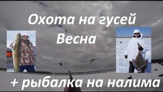 Воспоминания о весенней охоте на гусей. Охота на гуся . И недолгая рыбалка на налима.