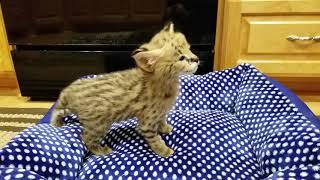 African Serval kittens 4 weeks old