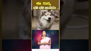 ఈ కుక్క భౌ భౌ అనదు