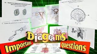 Most important diagrams class 10 biology | Diagram based questions in biology class 10th