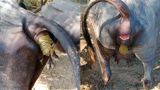Buffalo And Cow Pooping Video | Buffalo Gobar Video | Safar Gav Ka