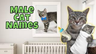 25 Rare & Unique Male Cat Names You'll LOVE