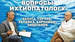 Всё-таки возможно ли выращивать Белугу на Карасе? Ихтиопатолог про выращивание рыб в прудах