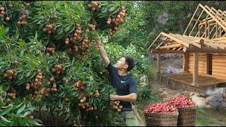 Harvest the second Season big lychee to market sell. Earn money build a new house. Build a life
