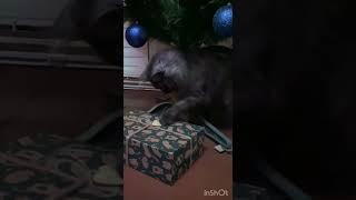 #юмор #cats #like #youtube #рек #cat #animals #funny #love #2023 #reels #comedy #catlover #catvideos