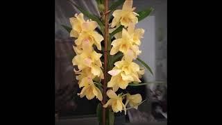 Простой ленивый способ заставить цвести Дендробиум Нобиле. Lazy way to make Dendrobium Nobile bloom.