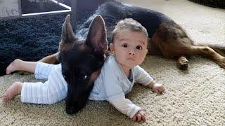 When your dog becomes a big brother - Cute Moments Dog and Human