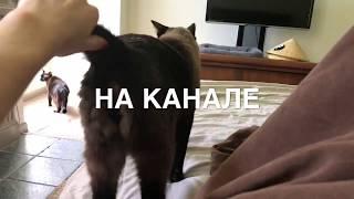 01.06.2018 на канале ВАЛЕНТИНА АЙВЛЕНТИ =^..^= СИАМСКИЕ КОШКИ