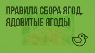 Правила сбора ягод. Ядовитые ягоды. Видеоурок по окружающему миру 1 класс