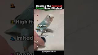 Ranking The Funniest Parrot Smart Student  #parrot #shorts