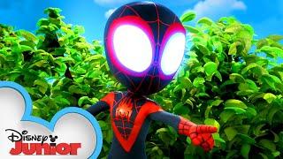 Best Miles Moments!  | Compilation | Marvel's Spidey and his Amazing Friends | @disneyjunior