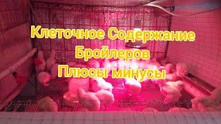 Выращивание Бройлеров/ Клеточное Содержание Плюсы и Минусы!