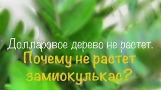 Почему не растет Замиокулькас? Быстрое решение проблемы!