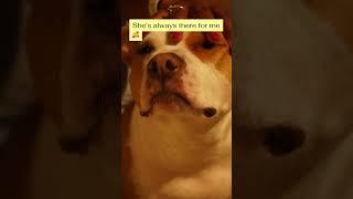 Bella is a cool pet#trending #dog #viral #bellabean #petlover