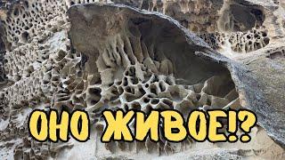 IS IT ALIVE? The Mystery of the Ybykty Sai Gorge! #kazakhstan #travel #vanlife #aktau #aktau #aqtau