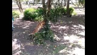 Лудо куче в морската градина! Crazy dog in the sea garden! ;)