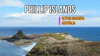 Phillip Island, Australian Penguin / Остров Филлипа , Австралийский Пингвин