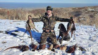 ТРУДОВАЯ ОХОТА НА ФАЗАНА! ОХОТА В ГОРАХ! Охота на фазан 2022. Pheasant hunting 2022 Охота с дратхаар