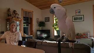 Cockatoo With Grandma & Pappy