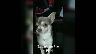 Я Рич Чихуахуа. chihuahua